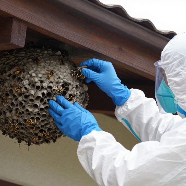 Schädlingsbekämpfer im Schutzanzug entfernt ein Wespennest unter dem Dach